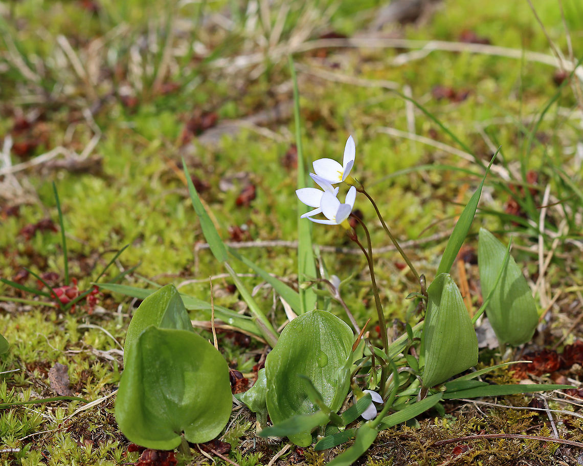 Azure Bluets - Houstonia caerulea These were my favorite wildflowers when I was a kid. We had blankets of them growing along the woods in our yard.<br />
<br />
Habitat: Forest edge<br />
<figure class="photo"><a href="https://www.jungledragon.com/image/93474/azure_bluets_-_houstonia_caerulea.html" title="Azure Bluets - Houstonia caerulea"><img src="https://s3.amazonaws.com/media.jungledragon.com/images/3232/93474_thumb.jpg?AWSAccessKeyId=05GMT0V3GWVNE7GGM1R2&Expires=1769040010&Signature=dm4qQ1bxBDfE38ziuv%2FhSPBo5Qw%3D" width="130" height="152" alt="Azure Bluets - Houstonia caerulea These were my favorite wildflowers when I was a kid. We had blankets of them growing along the woods in our yard.<br />
<br />
Habitat: Forest edge<br />
https://www.jungledragon.com/image/93476/azure_bluets_-_houstonia_caerulea.html<br />
https://www.jungledragon.com/image/93475/azure_bluets_-_houstonia_caerulea.html Azure Bluet,Geotagged,Houstonia,Houstonia caerulea,Spring,United States,bluet" /></a></figure><br />
<figure class="photo"><a href="https://www.jungledragon.com/image/93476/azure_bluets_-_houstonia_caerulea.html" title="Azure Bluets - Houstonia caerulea"><img src="https://s3.amazonaws.com/media.jungledragon.com/images/3232/93476_thumb.jpg?AWSAccessKeyId=05GMT0V3GWVNE7GGM1R2&Expires=1769040010&Signature=CRatRQ3onXe1B%2F4cCR4rPLu4INE%3D" width="200" height="150" alt="Azure Bluets - Houstonia caerulea These were my favorite wildflowers when I was a kid. We had blankets of them growing along the woods in our yard.<br />
<br />
Habitat: Forest edge<br />
https://www.jungledragon.com/image/93474/azure_bluets_-_houstonia_caerulea.html<br />
https://www.jungledragon.com/image/93475/azure_bluets_-_houstonia_caerulea.html Azure Bluet,Geotagged,Houstonia caerulea,Spring,United States" /></a></figure> Azure Bluet,Geotagged,Houstonia caerulea,Spring,United States