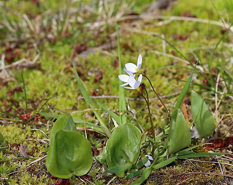 Azure Bluets - Houstonia caerulea These were my favorite wildflowers when I was a kid. We had blankets of them growing along the woods in our yard.

Habitat: Forest edge
https://www.jungledragon.com/image/93474/azure_bluets_-_houstonia_caerulea.html
https://www.jungledragon.com/image/93476/azure_bluets_-_houstonia_caerulea.html Azure Bluet,Geotagged,Houstonia caerulea,Spring,United States