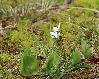 Azure Bluets - Houstonia caerulea These were my favorite wildflowers when I was a kid. We had blankets of them growing along the woods in our yard.<br />
<br />
Habitat: Forest edge<br />
https://www.jungledragon.com/image/93474/azure_bluets_-_houstonia_caerulea.html<br />
https://www.jungledragon.com/image/93476/azure_bluets_-_houstonia_caerulea.html Azure Bluet,Geotagged,Houstonia caerulea,Spring,United States