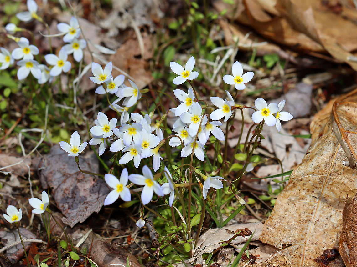Azure Bluets - Houstonia caerulea These were my favorite wildflowers when I was a kid. We had blankets of them growing along the woods in our yard.<br />
<br />
Habitat: Forest edge<br />
<figure class="photo"><a href="https://www.jungledragon.com/image/93474/azure_bluets_-_houstonia_caerulea.html" title="Azure Bluets - Houstonia caerulea"><img src="https://s3.amazonaws.com/media.jungledragon.com/images/3232/93474_thumb.jpg?AWSAccessKeyId=05GMT0V3GWVNE7GGM1R2&Expires=1769040010&Signature=dm4qQ1bxBDfE38ziuv%2FhSPBo5Qw%3D" width="130" height="152" alt="Azure Bluets - Houstonia caerulea These were my favorite wildflowers when I was a kid. We had blankets of them growing along the woods in our yard.<br />
<br />
Habitat: Forest edge<br />
https://www.jungledragon.com/image/93476/azure_bluets_-_houstonia_caerulea.html<br />
https://www.jungledragon.com/image/93475/azure_bluets_-_houstonia_caerulea.html Azure Bluet,Geotagged,Houstonia,Houstonia caerulea,Spring,United States,bluet" /></a></figure><br />
<figure class="photo"><a href="https://www.jungledragon.com/image/93475/azure_bluets_-_houstonia_caerulea.html" title="Azure Bluets - Houstonia caerulea"><img src="https://s3.amazonaws.com/media.jungledragon.com/images/3232/93475_thumb.jpg?AWSAccessKeyId=05GMT0V3GWVNE7GGM1R2&Expires=1769040010&Signature=9eHRnBfCvdbxUyoDuONIA4hciqk%3D" width="200" height="160" alt="Azure Bluets - Houstonia caerulea These were my favorite wildflowers when I was a kid. We had blankets of them growing along the woods in our yard.<br />
<br />
Habitat: Forest edge<br />
https://www.jungledragon.com/image/93474/azure_bluets_-_houstonia_caerulea.html<br />
https://www.jungledragon.com/image/93476/azure_bluets_-_houstonia_caerulea.html Azure Bluet,Geotagged,Houstonia caerulea,Spring,United States" /></a></figure> Azure Bluet,Geotagged,Houstonia caerulea,Spring,United States