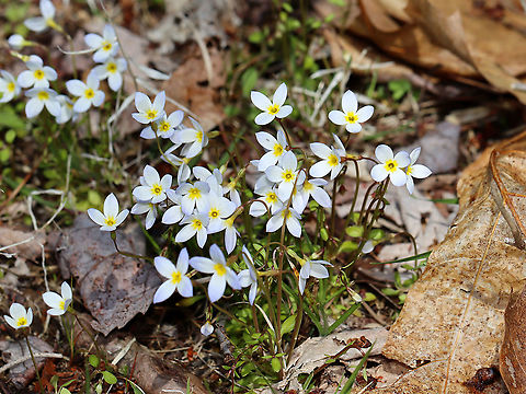 Azure Bluets - Houstonia caerulea These were my favorite wildflowers when I was a kid. We had blankets of them growing along the woods in our yard.

Habitat: Forest edge
https://www.jungledragon.com/image/93474/azure_bluets_-_houstonia_caerulea.html
https://www.jungledragon.com/image/93475/azure_bluets_-_houstonia_caerulea.html Azure Bluet,Geotagged,Houstonia caerulea,Spring,United States