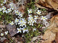 Azure Bluets - Houstonia caerulea These were my favorite wildflowers when I was a kid. We had blankets of them growing along the woods in our yard.<br />
<br />
Habitat: Forest edge<br />
https://www.jungledragon.com/image/93474/azure_bluets_-_houstonia_caerulea.html<br />
https://www.jungledragon.com/image/93475/azure_bluets_-_houstonia_caerulea.html Azure Bluet,Geotagged,Houstonia caerulea,Spring,United States