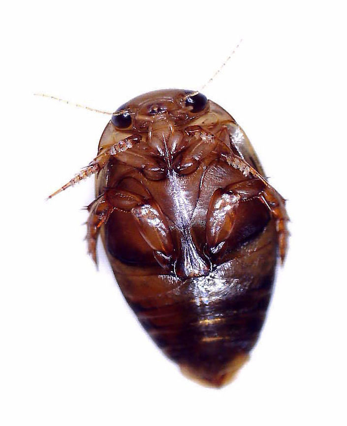 Dingy Diver - Laccophilus maculosus A predaceous diving beetle that is only about 5 mm long. Coloring is brown with some tan spots along the elytral margins. Speckled elytra. Venter is brown. Legs with 5 tarsomeres; hind tibiae with spurs.<br />
<br />
Habitat: Woodland pond<br />
<br />
*Photos taken at home*<br />
<br />
<figure class="photo"><a href="https://www.jungledragon.com/image/93480/dingy_diver_hind_leg_-_laccophilus_maculosus.html" title="Dingy Diver (Hind Leg) - Laccophilus maculosus"><img src="https://s3.amazonaws.com/media.jungledragon.com/images/3232/93480_thumb.jpg?AWSAccessKeyId=05GMT0V3GWVNE7GGM1R2&Expires=1769040010&Signature=plgojkfjKWm9bJNYefkK67xWzTQ%3D" width="200" height="138" alt="Dingy Diver (Hind Leg) - Laccophilus maculosus A predaceous diving beetle that is only about 5 mm long. Coloring is brown with some tan spots along the elytral margins. Speckled elytra. Venter is brown. Legs with 5 tarsomeres; hind tibiae with spurs.<br />
<br />
Habitat: Woodland pond<br />
https://www.jungledragon.com/image/93478/dingy_diver_-_laccophilus_maculosus.html<br />
https://www.jungledragon.com/image/93479/dingy_diver_-_laccophilus_maculosus.html Dingy Diver,Geotagged,Laccophilus maculosus,United States" /></a></figure><br />
<figure class="photo"><a href="https://www.jungledragon.com/image/93479/dingy_diver_-_laccophilus_maculosus.html" title="Dingy Diver - Laccophilus maculosus"><img src="https://s3.amazonaws.com/media.jungledragon.com/images/3232/93479_thumb.jpg?AWSAccessKeyId=05GMT0V3GWVNE7GGM1R2&Expires=1769040010&Signature=AwZGnUQrPJ6tSYAiUGzY1sjJBXU%3D" width="200" height="154" alt="Dingy Diver - Laccophilus maculosus A predaceous diving beetle that is only about 5 mm long. Coloring is brown with some tan spots along the elytral margins. Speckled elytra. Venter is brown. Legs with 5 tarsomeres; hind tibiae with spurs.<br />
<br />
Habitat: Woodland pond<br />
https://www.jungledragon.com/image/93478/dingy_diver_-_laccophilus_maculosus.html<br />
https://www.jungledragon.com/image/93480/dingy_diver_-_laccophilus_maculosus.html Dingy Diver,Geotagged,Laccophilus maculosus,Spring,United States" /></a></figure> Geotagged,Laccophilus,Laccophilus maculosus,United States,beetle,dingy diver,predaceous diving beetle