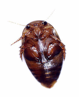 Dingy Diver - Laccophilus maculosus A predaceous diving beetle that is only about 5 mm long. Coloring is brown with some tan spots along the elytral margins. Speckled elytra. Venter is brown. Legs with 5 tarsomeres; hind tibiae with spurs.

Habitat: Woodland pond

*Photos taken at home*

https://www.jungledragon.com/image/93480/dingy_diver_-_laccophilus_maculosus.html
https://www.jungledragon.com/image/93479/dingy_diver_-_laccophilus_maculosus.html Geotagged,Laccophilus,Laccophilus maculosus,United States,beetle,dingy diver,predaceous diving beetle