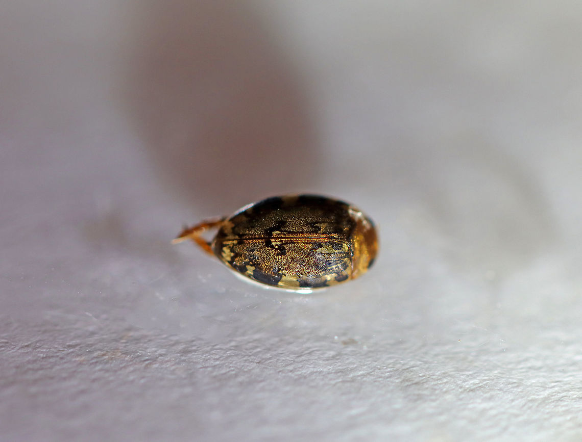 Dingy Diver - Laccophilus maculosus A predaceous diving beetle that is only about 5 mm long. Coloring is brown with some tan spots along the elytral margins. Speckled elytra. Venter is brown. Legs with 5 tarsomeres; hind tibiae with spurs.<br />
<br />
Habitat: Woodland pond<br />
<figure class="photo"><a href="https://www.jungledragon.com/image/93478/dingy_diver_-_laccophilus_maculosus.html" title="Dingy Diver - Laccophilus maculosus"><img src="https://s3.amazonaws.com/media.jungledragon.com/images/3232/93478_thumb.jpg?AWSAccessKeyId=05GMT0V3GWVNE7GGM1R2&Expires=1759968010&Signature=fF7%2Bn7366ESFWNZs5ad5hCfvXoc%3D" width="124" height="152" alt="Dingy Diver - Laccophilus maculosus A predaceous diving beetle that is only about 5 mm long. Coloring is brown with some tan spots along the elytral margins. Speckled elytra. Venter is brown. Legs with 5 tarsomeres; hind tibiae with spurs.<br />
<br />
Habitat: Woodland pond<br />
<br />
*Photos taken at home*<br />
<br />
https://www.jungledragon.com/image/93480/dingy_diver_-_laccophilus_maculosus.html<br />
https://www.jungledragon.com/image/93479/dingy_diver_-_laccophilus_maculosus.html Geotagged,Laccophilus,Laccophilus maculosus,United States,beetle,dingy diver,predaceous diving beetle" /></a></figure><br />
<figure class="photo"><a href="https://www.jungledragon.com/image/93480/dingy_diver_hind_leg_-_laccophilus_maculosus.html" title="Dingy Diver (Hind Leg) - Laccophilus maculosus"><img src="https://s3.amazonaws.com/media.jungledragon.com/images/3232/93480_thumb.jpg?AWSAccessKeyId=05GMT0V3GWVNE7GGM1R2&Expires=1759968010&Signature=WpKoNfq0sTxZNTLohJAW2JDgBYo%3D" width="200" height="138" alt="Dingy Diver (Hind Leg) - Laccophilus maculosus A predaceous diving beetle that is only about 5 mm long. Coloring is brown with some tan spots along the elytral margins. Speckled elytra. Venter is brown. Legs with 5 tarsomeres; hind tibiae with spurs.<br />
<br />
Habitat: Woodland pond<br />
https://www.jungledragon.com/image/93478/dingy_diver_-_laccophilus_maculosus.html<br />
https://www.jungledragon.com/image/93479/dingy_diver_-_laccophilus_maculosus.html Dingy Diver,Geotagged,Laccophilus maculosus,United States" /></a></figure> Dingy Diver,Geotagged,Laccophilus maculosus,Spring,United States