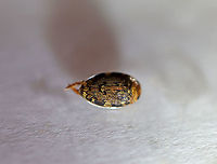 Dingy Diver - Laccophilus maculosus A predaceous diving beetle that is only about 5 mm long. Coloring is brown with some tan spots along the elytral margins. Speckled elytra. Venter is brown. Legs with 5 tarsomeres; hind tibiae with spurs.<br />
<br />
Habitat: Woodland pond<br />
https://www.jungledragon.com/image/93478/dingy_diver_-_laccophilus_maculosus.html<br />
https://www.jungledragon.com/image/93480/dingy_diver_-_laccophilus_maculosus.html Dingy Diver,Geotagged,Laccophilus maculosus,Spring,United States