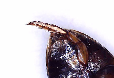 Dingy Diver (Hind Leg) - Laccophilus maculosus A predaceous diving beetle that is only about 5 mm long. Coloring is brown with some tan spots along the elytral margins. Speckled elytra. Venter is brown. Legs with 5 tarsomeres; hind tibiae with spurs.

Habitat: Woodland pond
https://www.jungledragon.com/image/93478/dingy_diver_-_laccophilus_maculosus.html
https://www.jungledragon.com/image/93479/dingy_diver_-_laccophilus_maculosus.html Dingy Diver,Geotagged,Laccophilus maculosus,United States