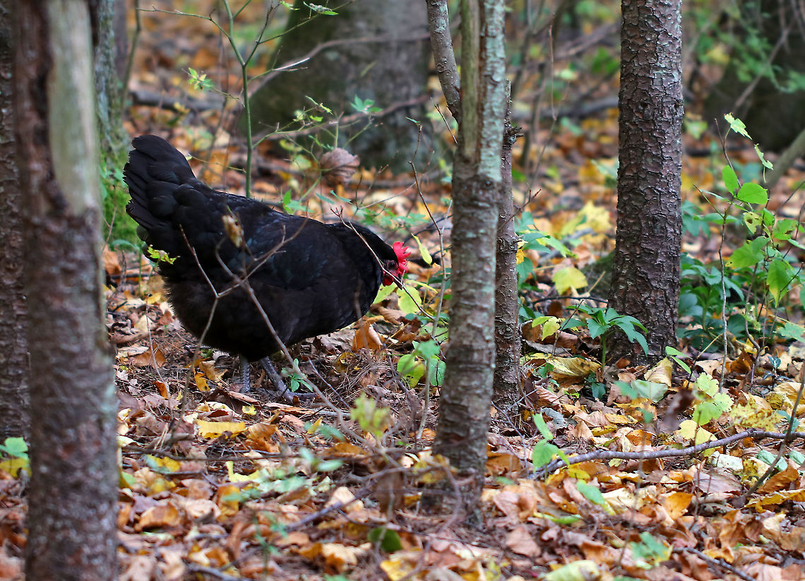 Chicken - Gallus gallus domesticus You know the feeling when you&#039;re hiking in the woods, you hear a rustling noise, and freeze..wondering if a bear or a bigfoot is sneaking up on you? It turns out you just might have a free-range chicken following you and looking for snuggles.<br />
<br />
Habitat: Forest, adjacent to a farm Domestic Chicken,Fall,Gallus Gallus Domesticus,Gallus gallus,Gallus gallus var. domesticus,Geotagged,Java chicken,United States,chicken