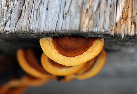 Conifer Mazegill - Gloeophyllum sepiarium Habitat: Growing on the ends of cut logs in a meadow
https://www.jungledragon.com/image/93497/conifer_mazegill_-_gloeophyllum_sepiarium.html
https://www.jungledragon.com/image/93498/conifer_mazegill_-_gloeophyllum_sepiarium.html
https://www.jungledragon.com/image/93499/conifer_mazegill_-_gloeophyllum_sepiarium.html Fall,Geotagged,Gloeophyllum,Gloeophyllum sepiarium,United States,conifer mazegill,polypore