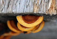 Conifer Mazegill - Gloeophyllum sepiarium Habitat: Growing on the ends of cut logs in a meadow<br />
https://www.jungledragon.com/image/93497/conifer_mazegill_-_gloeophyllum_sepiarium.html<br />
https://www.jungledragon.com/image/93498/conifer_mazegill_-_gloeophyllum_sepiarium.html<br />
https://www.jungledragon.com/image/93499/conifer_mazegill_-_gloeophyllum_sepiarium.html Fall,Geotagged,Gloeophyllum,Gloeophyllum sepiarium,United States,conifer mazegill,polypore