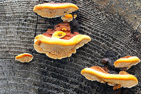 Conifer Mazegill - Gloeophyllum sepiarium Habitat: Growing on the ends of cut logs in a meadow
https://www.jungledragon.com/image/93499/conifer_mazegill_-_gloeophyllum_sepiarium.html
https://www.jungledragon.com/image/93496/conifer_mazegill_-_gloeophyllum_sepiarium.html
https://www.jungledragon.com/image/93498/conifer_mazegill_-_gloeophyllum_sepiarium.html Fall,Geotagged,Gloeophyllum sepiarium,United States