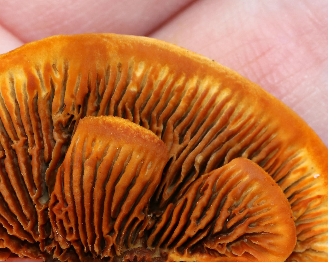 Conifer Mazegill - Gloeophyllum sepiarium Habitat: Growing on the ends of cut logs in a meadow<br />
<figure class="photo"><a href="https://www.jungledragon.com/image/93499/conifer_mazegill_-_gloeophyllum_sepiarium.html" title="Conifer Mazegill - Gloeophyllum sepiarium"><img src="https://s3.amazonaws.com/media.jungledragon.com/images/3232/93499_thumb.jpg?AWSAccessKeyId=05GMT0V3GWVNE7GGM1R2&Expires=1767225610&Signature=8Sxwn0OXTmtWQ8fiAuaScqyNiOU%3D" width="200" height="126" alt="Conifer Mazegill - Gloeophyllum sepiarium Habitat: Growing on the ends of cut logs in a meadow<br />
https://www.jungledragon.com/image/93498/conifer_mazegill_-_gloeophyllum_sepiarium.html<br />
https://www.jungledragon.com/image/93497/conifer_mazegill_-_gloeophyllum_sepiarium.html<br />
https://www.jungledragon.com/image/93496/conifer_mazegill_-_gloeophyllum_sepiarium.html Fall,Geotagged,Gloeophyllum sepiarium,United States" /></a></figure><br />
<figure class="photo"><a href="https://www.jungledragon.com/image/93497/conifer_mazegill_-_gloeophyllum_sepiarium.html" title="Conifer Mazegill - Gloeophyllum sepiarium"><img src="https://s3.amazonaws.com/media.jungledragon.com/images/3232/93497_thumb.jpg?AWSAccessKeyId=05GMT0V3GWVNE7GGM1R2&Expires=1767225610&Signature=pOaqfbtvX4x8BkZTgm74YSaWrC4%3D" width="200" height="136" alt="Conifer Mazegill - Gloeophyllum sepiarium Habitat: Growing on the ends of cut logs in a meadow<br />
https://www.jungledragon.com/image/93499/conifer_mazegill_-_gloeophyllum_sepiarium.html<br />
https://www.jungledragon.com/image/93496/conifer_mazegill_-_gloeophyllum_sepiarium.html<br />
https://www.jungledragon.com/image/93498/conifer_mazegill_-_gloeophyllum_sepiarium.html Fall,Geotagged,Gloeophyllum sepiarium,United States" /></a></figure><br />
<figure class="photo"><a href="https://www.jungledragon.com/image/93496/conifer_mazegill_-_gloeophyllum_sepiarium.html" title="Conifer Mazegill - Gloeophyllum sepiarium"><img src="https://s3.amazonaws.com/media.jungledragon.com/images/3232/93496_thumb.jpg?AWSAccessKeyId=05GMT0V3GWVNE7GGM1R2&Expires=1767225610&Signature=qzXnrkLl68KUEasg0AWOG9cV4zA%3D" width="200" height="138" alt="Conifer Mazegill - Gloeophyllum sepiarium Habitat: Growing on the ends of cut logs in a meadow<br />
https://www.jungledragon.com/image/93497/conifer_mazegill_-_gloeophyllum_sepiarium.html<br />
https://www.jungledragon.com/image/93498/conifer_mazegill_-_gloeophyllum_sepiarium.html<br />
https://www.jungledragon.com/image/93499/conifer_mazegill_-_gloeophyllum_sepiarium.html Fall,Geotagged,Gloeophyllum,Gloeophyllum sepiarium,United States,conifer mazegill,polypore" /></a></figure> Fall,Geotagged,Gloeophyllum sepiarium,United States