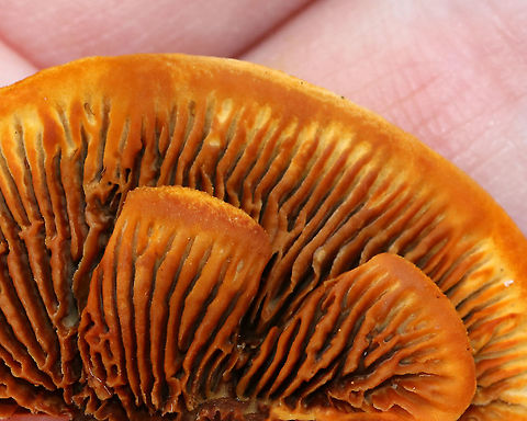 Conifer Mazegill - Gloeophyllum sepiarium Habitat: Growing on the ends of cut logs in a meadow
https://www.jungledragon.com/image/93499/conifer_mazegill_-_gloeophyllum_sepiarium.html
https://www.jungledragon.com/image/93497/conifer_mazegill_-_gloeophyllum_sepiarium.html
https://www.jungledragon.com/image/93496/conifer_mazegill_-_gloeophyllum_sepiarium.html Fall,Geotagged,Gloeophyllum sepiarium,United States