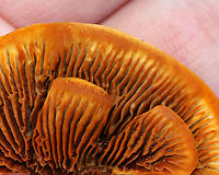 Conifer Mazegill - Gloeophyllum sepiarium Habitat: Growing on the ends of cut logs in a meadow<br />
https://www.jungledragon.com/image/93499/conifer_mazegill_-_gloeophyllum_sepiarium.html<br />
https://www.jungledragon.com/image/93497/conifer_mazegill_-_gloeophyllum_sepiarium.html<br />
https://www.jungledragon.com/image/93496/conifer_mazegill_-_gloeophyllum_sepiarium.html Fall,Geotagged,Gloeophyllum sepiarium,United States