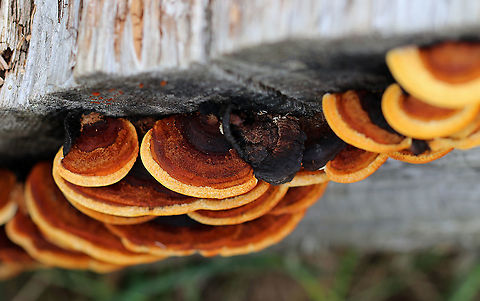 Conifer Mazegill - Gloeophyllum sepiarium Habitat: Growing on the ends of cut logs in a meadow
https://www.jungledragon.com/image/93498/conifer_mazegill_-_gloeophyllum_sepiarium.html
https://www.jungledragon.com/image/93497/conifer_mazegill_-_gloeophyllum_sepiarium.html
https://www.jungledragon.com/image/93496/conifer_mazegill_-_gloeophyllum_sepiarium.html Fall,Geotagged,Gloeophyllum sepiarium,United States