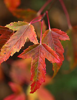 Amur Maple - Acer ginnala Grown as an ornamental and potentially invasive; native to east Asia.

Habitat: Mixed forest
https://www.jungledragon.com/image/93537/amur_maple_-_acer_ginnala.html Acer,Acer ginnala,Amur maple,Fall,Geotagged,United States,maple