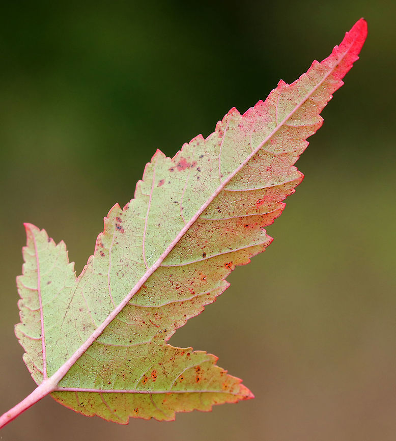 Amur Maple - Acer ginnala Grown as an ornamental and potentially invasive; native to east Asia.<br />
<br />
Habitat: Mixed forest<br />
<figure class="photo"><a href="https://www.jungledragon.com/image/93536/amur_maple_-_acer_ginnala.html" title="Amur Maple - Acer ginnala"><img src="https://s3.amazonaws.com/media.jungledragon.com/images/3232/93536_thumb.jpg?AWSAccessKeyId=05GMT0V3GWVNE7GGM1R2&Expires=1767225610&Signature=f10w69LWGh2SsiZWeG0btXRR6uA%3D" width="118" height="152" alt="Amur Maple - Acer ginnala Grown as an ornamental and potentially invasive; native to east Asia.<br />
<br />
Habitat: Mixed forest<br />
https://www.jungledragon.com/image/93537/amur_maple_-_acer_ginnala.html Acer,Acer ginnala,Amur maple,Fall,Geotagged,United States,maple" /></a></figure> Acer ginnala,Amur maple,Fall,Geotagged,United States