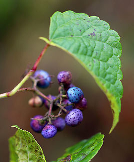 Porcelain Berry - Ampelopsis glandulosa var. brevipedunculata Highly invasive in the eastern United States. The berries are stunning colors due to an anthocyanidins-flavonols copigmentation phenomenon.

Habitat: Meadow  Ampelopsis glandulosa,Fall,Geotagged,Porcelain Berry,United States