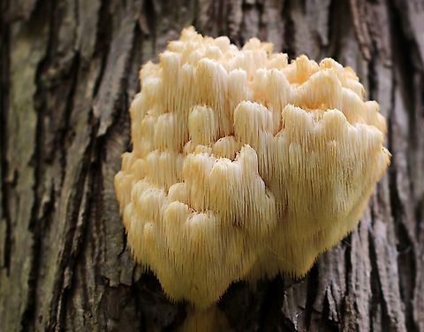 Bear's Head Tooth Fungus - Hericium americanum ~15 cm wide and consisting of branches arising from a rooting base. The spines were densely packed and were hanging from the branches in clusters. The fruiting body would normally be white, but this specimen wasn't fresh and was turning yellowish brown.

Habitat: Growing on hardwood (Carya sp., I think) Bear's head tooth fungus,Fall,Geotagged,Hericium,Hericium americanum,United States,fungus