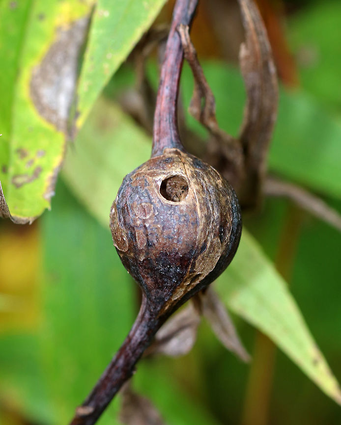 Goldenrod Gall - Eurosta solidaginis These galls are pretty common on goldenrod. They are caused by the fruit fly, Eurosta solidaginis, the larvae of which form round galls on the stem of Solidago sp.<br />
<br />
This gall had a big hole - either from a parasitoid or from the fruit fly leaving the gall? I cut the gall open and it was emptied out.<br />
<br />
Habitat: Meadow Eurosta,Eurosta solidaginis,Fall,Geotagged,Goldenrod gall fly,United States,gall