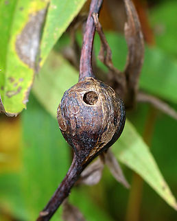Goldenrod Gall - Eurosta solidaginis These galls are pretty common on goldenrod. They are caused by the fruit fly, Eurosta solidaginis, the larvae of which form round galls on the stem of Solidago sp.

This gall had a big hole - either from a parasitoid or from the fruit fly leaving the gall? I cut the gall open and it was emptied out.

Habitat: Meadow Eurosta,Eurosta solidaginis,Fall,Geotagged,Goldenrod gall fly,United States,gall