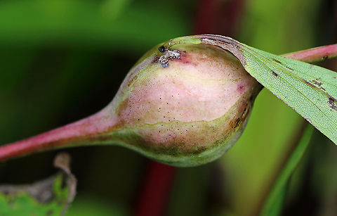 Goldenrod Gall - Eurosta solidaginis These galls are pretty common on goldenrod. They are caused by the fruit fly, Eurosta solidaginis, the larvae of which form round galls on the stem of Solidago sp.

Habitat: Meadow Eurosta solidaginis,Fall,Geotagged,Goldenrod gall fly,United States