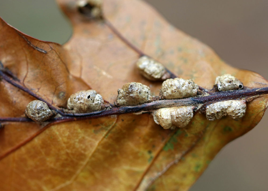 Vein Pocket Galls -  Macrodiplosis majalis Habitat: oak leaf Fall,Geotagged,Macrodiplosis majalis,United States,vein pocket galls