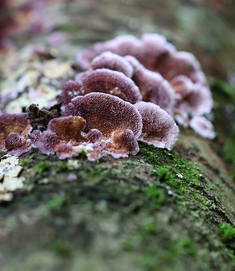 Violet-toothed Polypore - Trichaptum biforme These had fantastic color! They were touching the wet ground, which probably influenced the color. The fruiting bodies on the other side of the log were dry and were not this purple...<br />
<br />
Habitat: Growing on rotting wood Fall,Geotagged,Trichaptum,Trichaptum biforme,United States,polypore