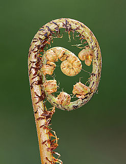 Northern Lady Fern (Young Frond) - Athyrium filix-femina I identified this fern using a Fern ID Guide, but am having trouble finding similar images online, so I'm seeking confirmation.  

Habitat: Growing in a bog/mixed forest
https://www.jungledragon.com/image/93605/northern_lady_fern_young_frond_-_athyrium_filix-femina.html
https://www.jungledragon.com/image/93604/northern_lady_fern_young_frond_-_athyrium_filix-femina.html Athyrium filix-femina,Geotagged,Lady Fern,Spring,United States,fern,northern lady fern,unrolling frond