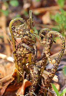 Northern Lady Fern (Young Frond) - Athyrium filix-femina I identified this fern using a Fern ID Guide, but am having trouble finding similar images online, so I'm seeking confirmation.

Habitat: Growing in a bog/mixed forest
https://www.jungledragon.com/image/93603/northern_lady_fern_young_frond_-_athyrium_filix-femina.html
https://www.jungledragon.com/image/93605/northern_lady_fern_young_frond_-_athyrium_filix-femina.html Athyrium filix-femina,Geotagged,Lady Fern,Spring,United States
