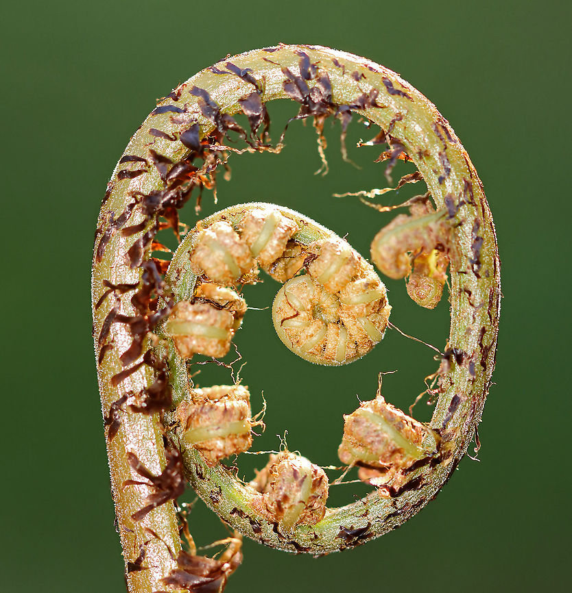 Northern Lady Fern (Young Frond) - Athyrium filix-femina I identified this fern using a Fern ID Guide, but am having trouble finding similar images online, so I&#039;m seeking confirmation.<br />
<br />
Habitat: Growing in a bog/mixed forest<br />
<figure class="photo"><a href="https://www.jungledragon.com/image/93603/northern_lady_fern_young_frond_-_athyrium_filix-femina.html" title="Northern Lady Fern (Young Frond) - Athyrium filix-femina"><img src="https://s3.amazonaws.com/media.jungledragon.com/images/3232/93603_thumb.jpg?AWSAccessKeyId=05GMT0V3GWVNE7GGM1R2&Expires=1767225610&Signature=AJbvHcG8u6nnt1CkUnAbF7GKXR0%3D" width="118" height="152" alt="Northern Lady Fern (Young Frond) - Athyrium filix-femina I identified this fern using a Fern ID Guide, but am having trouble finding similar images online, so I&#039;m seeking confirmation.  <br />
<br />
Habitat: Growing in a bog/mixed forest<br />
https://www.jungledragon.com/image/93605/northern_lady_fern_young_frond_-_athyrium_filix-femina.html<br />
https://www.jungledragon.com/image/93604/northern_lady_fern_young_frond_-_athyrium_filix-femina.html Athyrium filix-femina,Geotagged,Lady Fern,Spring,United States,fern,northern lady fern,unrolling frond" /></a></figure><br />
<figure class="photo"><a href="https://www.jungledragon.com/image/93604/northern_lady_fern_young_frond_-_athyrium_filix-femina.html" title="Northern Lady Fern (Young Frond) - Athyrium filix-femina"><img src="https://s3.amazonaws.com/media.jungledragon.com/images/3232/93604_thumb.jpg?AWSAccessKeyId=05GMT0V3GWVNE7GGM1R2&Expires=1767225610&Signature=MVhYZqPdfxJFjJ7nEX7FZlJXqsk%3D" width="104" height="152" alt="Northern Lady Fern (Young Frond) - Athyrium filix-femina I identified this fern using a Fern ID Guide, but am having trouble finding similar images online, so I&#039;m seeking confirmation.<br />
<br />
Habitat: Growing in a bog/mixed forest<br />
https://www.jungledragon.com/image/93603/northern_lady_fern_young_frond_-_athyrium_filix-femina.html<br />
https://www.jungledragon.com/image/93605/northern_lady_fern_young_frond_-_athyrium_filix-femina.html Athyrium filix-femina,Geotagged,Lady Fern,Spring,United States" /></a></figure> Athyrium filix-femina,Geotagged,Lady Fern,Spring,United States