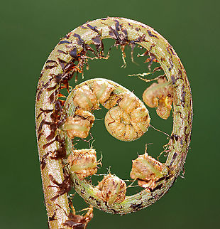 Northern Lady Fern (Young Frond) - Athyrium filix-femina I identified this fern using a Fern ID Guide, but am having trouble finding similar images online, so I'm seeking confirmation.

Habitat: Growing in a bog/mixed forest
https://www.jungledragon.com/image/93603/northern_lady_fern_young_frond_-_athyrium_filix-femina.html
https://www.jungledragon.com/image/93604/northern_lady_fern_young_frond_-_athyrium_filix-femina.html Athyrium filix-femina,Geotagged,Lady Fern,Spring,United States