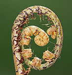 Northern Lady Fern (Young Frond) - Athyrium filix-femina I identified this fern using a Fern ID Guide, but am having trouble finding similar images online, so I'm seeking confirmation.<br />
<br />
Habitat: Growing in a bog/mixed forest<br />
https://www.jungledragon.com/image/93603/northern_lady_fern_young_frond_-_athyrium_filix-femina.html<br />
https://www.jungledragon.com/image/93604/northern_lady_fern_young_frond_-_athyrium_filix-femina.html Athyrium filix-femina,Geotagged,Lady Fern,Spring,United States