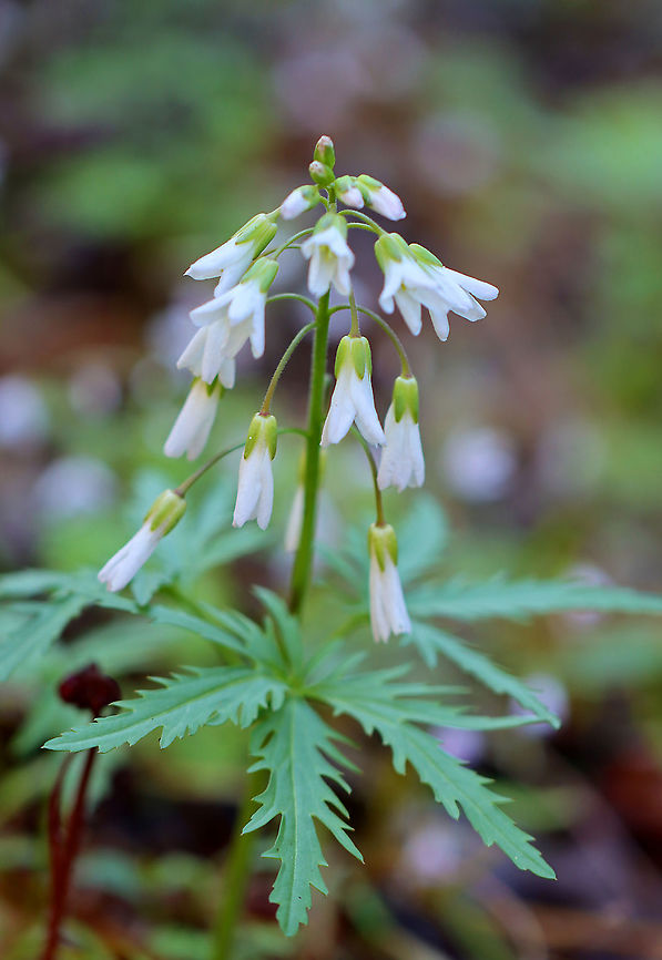 Cut-leaved Toothwort - Cardamine concatenata A lovely spring ephemeral that is native to the eastern United States. It&#039;s a rare plant in the northeast, and this is the first spring that I&#039;ve seen it.<br />
<br />
Habitat: Rocky slope in a rich, moist forest. Cardamine concatenata,Cutleaf toothwort,Geotagged,Spring,United States,crow's toes,pepper root,purple-flowered toothwort,toothwort