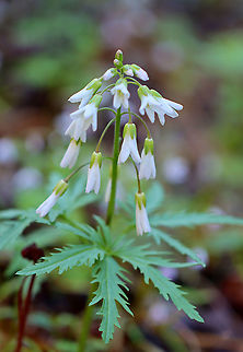 Cut-leaved Toothwort - Cardamine concatenata A lovely spring ephemeral that is native to the eastern United States. It's a rare plant in the northeast, and this is the first spring that I've seen it.

Habitat: Rocky slope in a rich, moist forest. Cardamine concatenata,Cutleaf toothwort,Geotagged,Spring,United States,crow's toes,pepper root,purple-flowered toothwort,toothwort