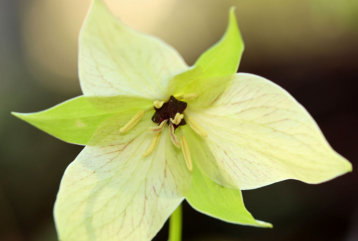 Wet Dog Trillium - Trillium erectum var. album Trillium erectum usually has dark reddish purple petals, but this variety has pale yellow petals.<br />
<br />
As its common name suggests, it really does smell like a wet dog. The smell attracts its pollinators - carrion flies.<br />
<br />
Habitat: Moist forest Geotagged,Red trillium,Spring,Trillium,Trillium erectum,Trillium erectum var. album,United States,wet dog trillium