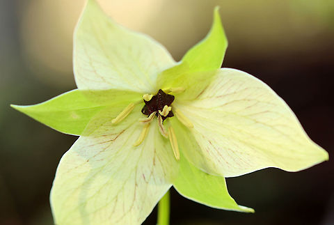 Wet Dog Trillium - Trillium erectum var. album Trillium erectum usually has dark reddish purple petals, but this variety has pale yellow petals.

As its common name suggests, it really does smell like a wet dog. The smell attracts its pollinators - carrion flies.

Habitat: Moist forest Geotagged,Red trillium,Spring,Trillium,Trillium erectum,Trillium erectum var. album,United States,wet dog trillium