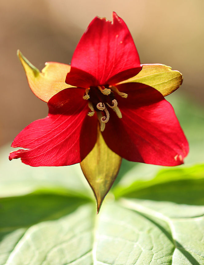 Red Trillium - Trillium erectum The woods were covered with Trillium today!<br />
<br />
Habitat: Moist forest Geotagged,Red trillium,Spring,Trillium erectum,United States,trillium