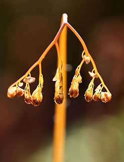 Northern Maindenhair Fern - Adiantum pedatum These fronds were just starting to uncurl. Maindenhair ferns have fan-shaped whorls of leaflets that are held horizontally. The subleaflets are oblong and are toothed on one edge. The spore cases are located along the toothed edges. 

Habitat: Spotted in a mixed bog Adiantum pedatum,Geotagged,Spring,United States,fern