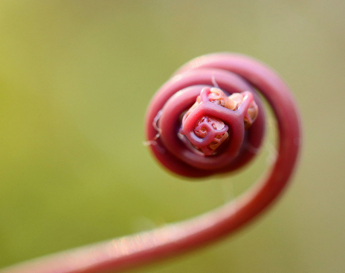 Northern Maindenhair Fern - Adiantum pedatum These fronds were just starting to uncurl. Maindenhair ferns have fan-shaped whorls of leaflets that are held horizontally. The subleaflets are oblong and are toothed on one edge. The spore cases are located along the toothed edges.<br />
<br />
Habitat: Spotted in a mixed bog Adiantum pedatum,Geotagged,Spring,United States,fern