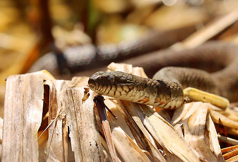 Northern Water Snake - Nerodia sipedon This beauty was relaxing in the sun along the edge of a small pond.

Habitat: Pond's edge
https://www.jungledragon.com/image/93656/northern_water_snake_-_nerodia_sipedon.html
https://www.jungledragon.com/image/93655/northern_water_snake_-_nerodia_sipedon.html Geotagged,Nerodia,Nerodia sipedon,Northern Water Snake,Spring,United States,snake