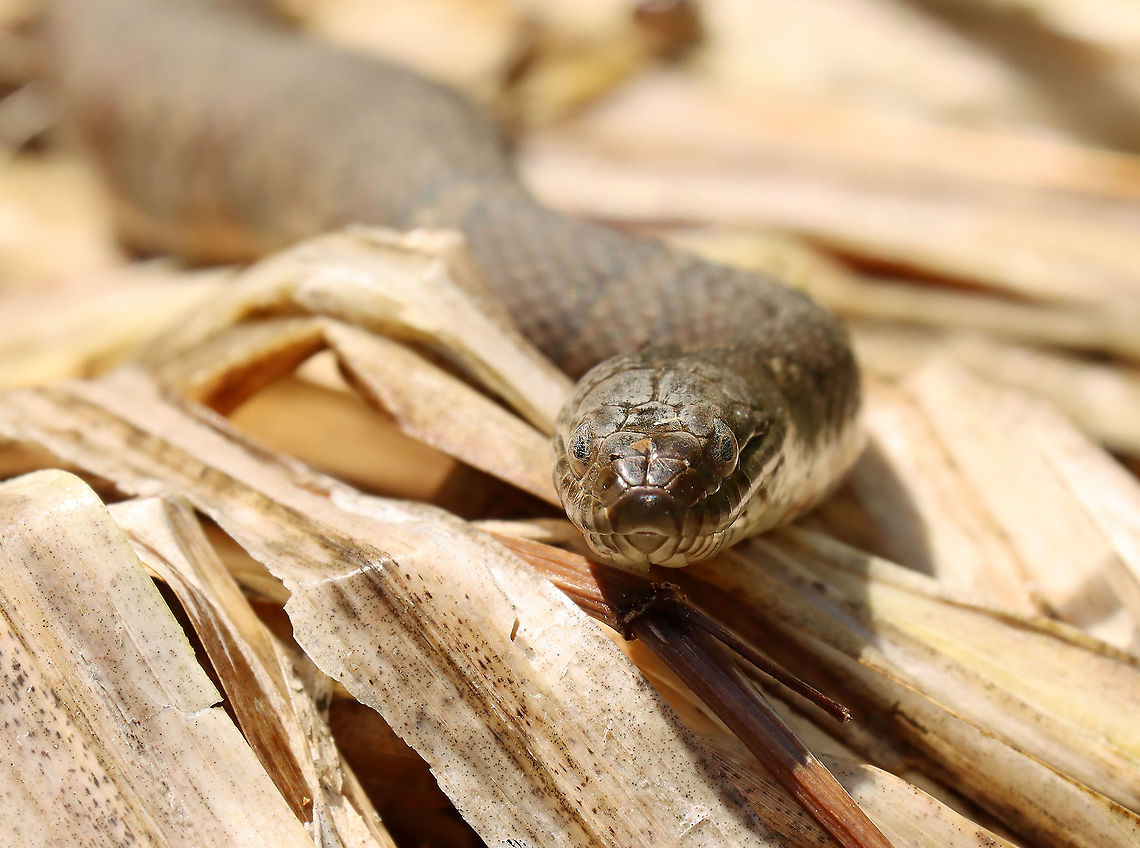 Northern Water Snake - Nerodia sipedon This beauty was relaxing in the sun along the edge of a small pond.<br />
<br />
Habitat: Pond's edge<br />
<figure class="photo"><a href="https://www.jungledragon.com/image/93654/northern_water_snake_-_nerodia_sipedon.html" title="Northern Water Snake - Nerodia sipedon"><img src="https://s3.amazonaws.com/media.jungledragon.com/images/3232/93654_thumb.jpg?AWSAccessKeyId=05GMT0V3GWVNE7GGM1R2&Expires=1769040010&Signature=BcQaE1tEp5O9srKgJldg0r5wEeE%3D" width="200" height="136" alt="Northern Water Snake - Nerodia sipedon This beauty was relaxing in the sun along the edge of a small pond.<br />
<br />
Habitat: Pond's edge<br />
https://www.jungledragon.com/image/93656/northern_water_snake_-_nerodia_sipedon.html<br />
https://www.jungledragon.com/image/93655/northern_water_snake_-_nerodia_sipedon.html Geotagged,Nerodia,Nerodia sipedon,Northern Water Snake,Spring,United States,snake" /></a></figure><br />
<figure class="photo"><a href="https://www.jungledragon.com/image/93656/northern_water_snake_-_nerodia_sipedon.html" title="Northern Water Snake - Nerodia sipedon"><img src="https://s3.amazonaws.com/media.jungledragon.com/images/3232/93656_thumb.jpg?AWSAccessKeyId=05GMT0V3GWVNE7GGM1R2&Expires=1769040010&Signature=41ZdmoZYaipnqIo7CVXMzlAc46g%3D" width="200" height="124" alt="Northern Water Snake - Nerodia sipedon This beauty was relaxing in the sun along the edge of a small pond.<br />
<br />
Habitat: Pond's edge<br />
https://www.jungledragon.com/image/93654/northern_water_snake_-_nerodia_sipedon.html<br />
https://www.jungledragon.com/image/93655/northern_water_snake_-_nerodia_sipedon.html Geotagged,Nerodia sipedon,Northern Water Snake,Spring,United States" /></a></figure> Geotagged,Nerodia sipedon,Northern Water Snake,Spring,United States