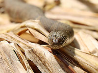 Northern Water Snake - Nerodia sipedon This beauty was relaxing in the sun along the edge of a small pond.<br />
<br />
Habitat: Pond's edge<br />
https://www.jungledragon.com/image/93654/northern_water_snake_-_nerodia_sipedon.html<br />
https://www.jungledragon.com/image/93656/northern_water_snake_-_nerodia_sipedon.html Geotagged,Nerodia sipedon,Northern Water Snake,Spring,United States
