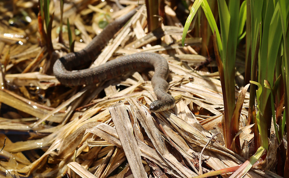 Northern Water Snake - Nerodia sipedon This beauty was relaxing in the sun along the edge of a small pond.<br />
<br />
Habitat: Pond&#039;s edge<br />
<figure class="photo"><a href="https://www.jungledragon.com/image/93654/northern_water_snake_-_nerodia_sipedon.html" title="Northern Water Snake - Nerodia sipedon"><img src="https://s3.amazonaws.com/media.jungledragon.com/images/3232/93654_thumb.jpg?AWSAccessKeyId=05GMT0V3GWVNE7GGM1R2&Expires=1763596810&Signature=Z8T9eIDA%2F3asYAuleDauUAcniVE%3D" width="200" height="136" alt="Northern Water Snake - Nerodia sipedon This beauty was relaxing in the sun along the edge of a small pond.<br />
<br />
Habitat: Pond&#039;s edge<br />
https://www.jungledragon.com/image/93656/northern_water_snake_-_nerodia_sipedon.html<br />
https://www.jungledragon.com/image/93655/northern_water_snake_-_nerodia_sipedon.html Geotagged,Nerodia,Nerodia sipedon,Northern Water Snake,Spring,United States,snake" /></a></figure><br />
<figure class="photo"><a href="https://www.jungledragon.com/image/93655/northern_water_snake_-_nerodia_sipedon.html" title="Northern Water Snake - Nerodia sipedon"><img src="https://s3.amazonaws.com/media.jungledragon.com/images/3232/93655_thumb.jpg?AWSAccessKeyId=05GMT0V3GWVNE7GGM1R2&Expires=1763596810&Signature=hQMAhMKFgkm4tw9gJXqD35%2BJTLQ%3D" width="200" height="150" alt="Northern Water Snake - Nerodia sipedon This beauty was relaxing in the sun along the edge of a small pond.<br />
<br />
Habitat: Pond&#039;s edge<br />
https://www.jungledragon.com/image/93654/northern_water_snake_-_nerodia_sipedon.html<br />
https://www.jungledragon.com/image/93656/northern_water_snake_-_nerodia_sipedon.html Geotagged,Nerodia sipedon,Northern Water Snake,Spring,United States" /></a></figure> Geotagged,Nerodia sipedon,Northern Water Snake,Spring,United States