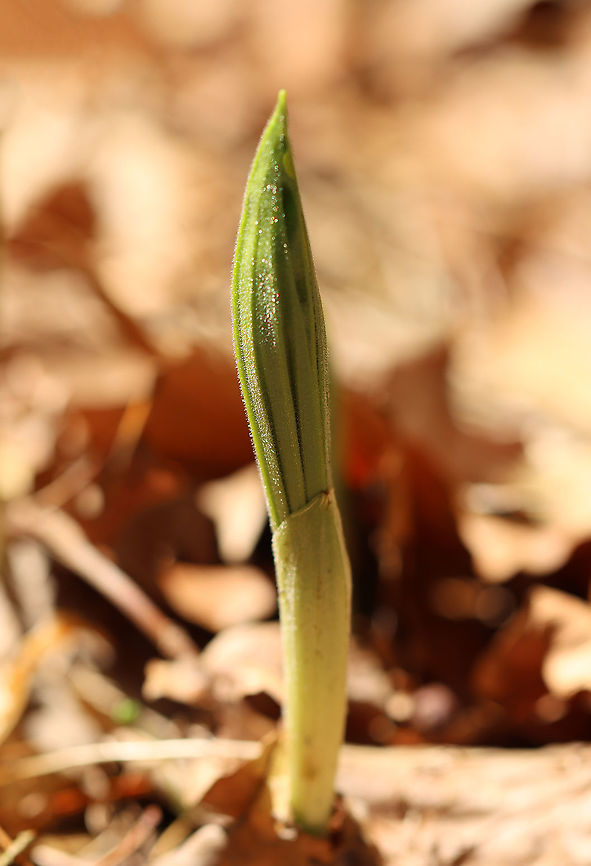 Yellow Lady's Slipper - Cypripedium parviflorum Just starting to pop up in the woods!<br />
<br />
This flower is listed as "Exploitably Vulnerable" in New York. This designation means that this species is likely to become threatened in the near future throughout its range if causal factors continue unchecked.<br />
<br />
Habitat: Moist forest Cypripedium,Cypripedium parviflorum,Geotagged,Spring,United States,Yellow lady's slipper,lady's slipper