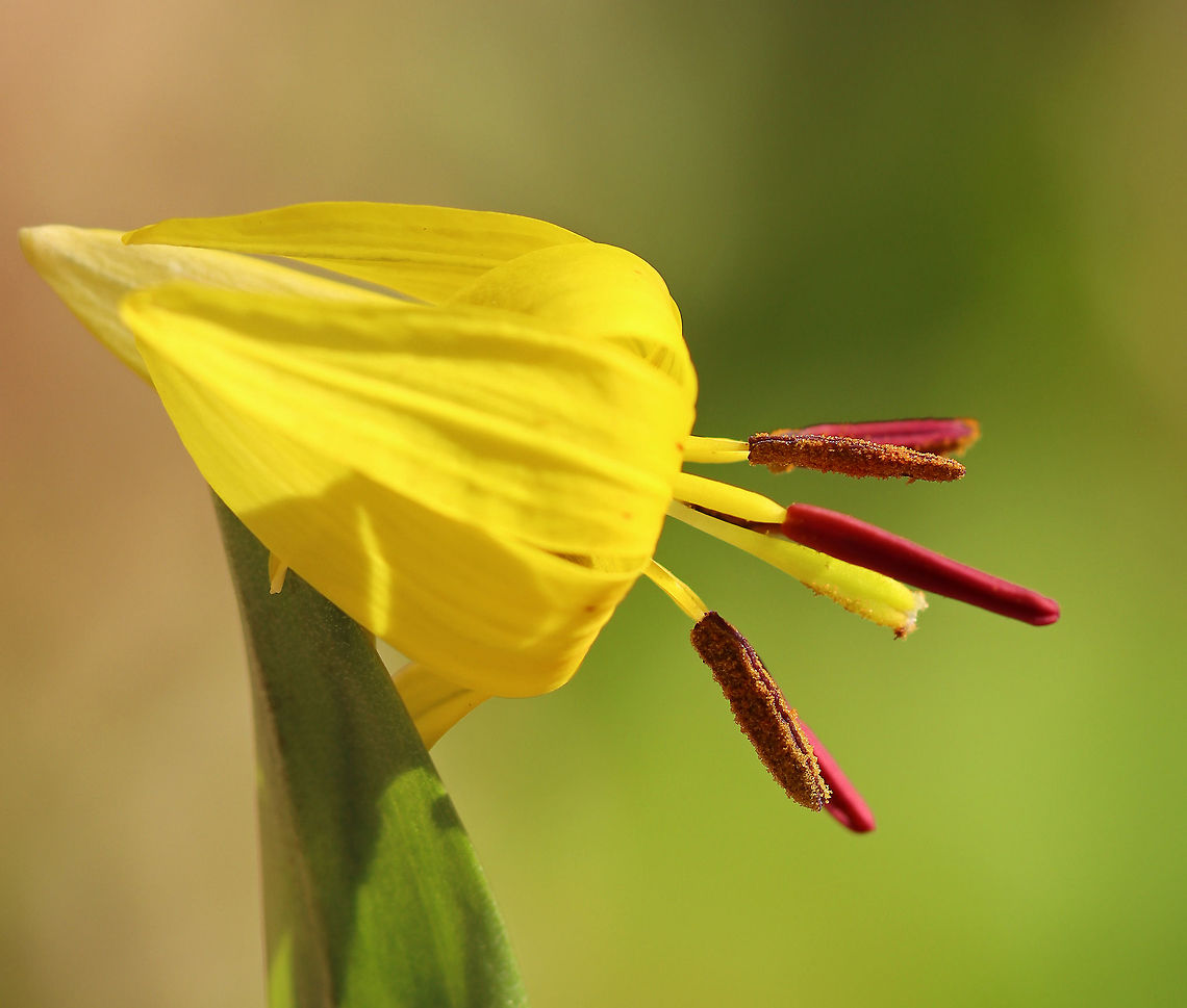 Trout Lily -  Erythronium americanum Check out the anthers on this flower...Some have pollen and some don't.  <br />
<br />
Here's the reason: Trout lily has two sets of anthers. One set opens one day, while the other set opens the next day.  This strategy prevents pollinators from collecting all the pollen from a given flower in a single day, thus giving other insects the opportunity to cross-pollinate. Brilliant!<br />
<br />
Habitat: Moist forest/bog edge<br />
<br />
 Erythronium americanum,Geotagged,Spring,United States,Yellow trout lily