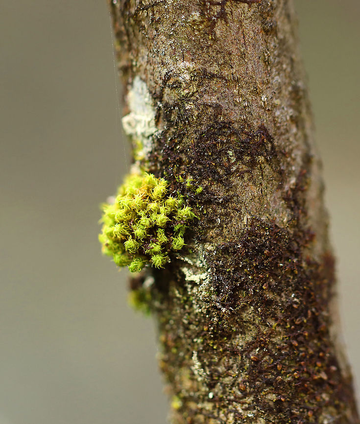 Crisped Pincushion - Ulota crispa I often find these little blobs of moss growing on the trees in this forest.<br />
<br />
Habitat: Moist forest/bog edge Crisped Pincushion,Geotagged,Spring,Ulota,Ulota crispa,United States,moss