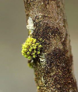 Crisped Pincushion - Ulota crispa I often find these little blobs of moss growing on the trees in this forest.

Habitat: Moist forest/bog edge Crisped Pincushion,Geotagged,Spring,Ulota,Ulota crispa,United States,moss