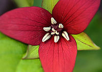Red Trillium - Trillium erectum Habitat: Moist forest<br />
https://www.jungledragon.com/image/93662/red_trillium_-_trillium_erectum.html Geotagged,Red trillium,Spring,Trillium erectum,United States,trillium