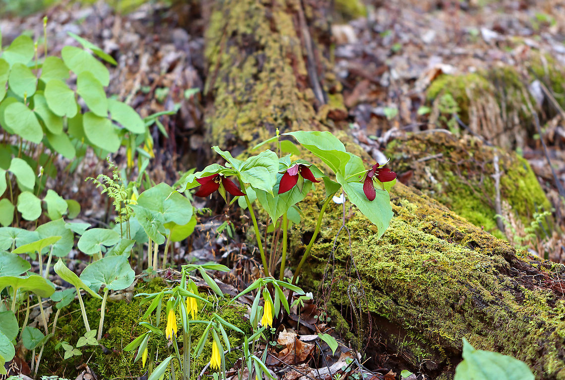 Red Trillium - Trillium erectum This is one of my favorite spring hikes because the woods in this location are full of moss, ferns, and spring ephemerals.<br />
<br />
Habitat: Moist forest<br />
<figure class="photo"><a href="https://www.jungledragon.com/image/93661/red_trillium_-_trillium_erectum.html" title="Red Trillium - Trillium erectum"><img src="https://s3.amazonaws.com/media.jungledragon.com/images/3232/93661_thumb.jpg?AWSAccessKeyId=05GMT0V3GWVNE7GGM1R2&Expires=1769040010&Signature=79%2FFndXTRc8aT9WxvoisF0xTzgU%3D" width="200" height="142" alt="Red Trillium - Trillium erectum Habitat: Moist forest<br />
https://www.jungledragon.com/image/93662/red_trillium_-_trillium_erectum.html Geotagged,Red trillium,Spring,Trillium erectum,United States,trillium" /></a></figure> Geotagged,Red trillium,Spring,Trillium erectum,United States